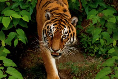 Big awesome Siberian Tiger walking around. Symbol of 2022 Chinese new year clipart