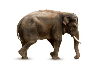 Big brown Indian, Asian Elephant isolated on white background.