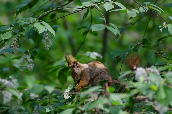 Nettes Eichhörnchen Frühlingswald Mit Blumen Des Vogelkirschenbaums — Stockfoto