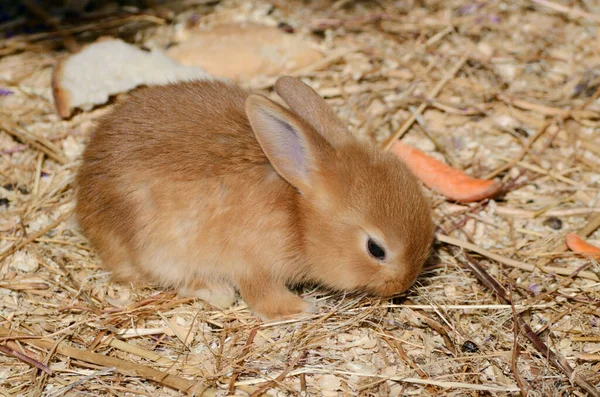Niedliche Kleine Flauschige Rote Ohren Kaninchen Einer Koppel — Stockfoto