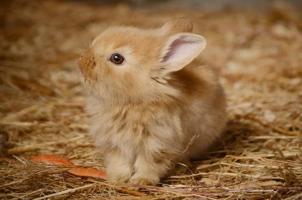 Милый Маленький Пушистый Красный Ушной Кролик Загоне — стоковое фото