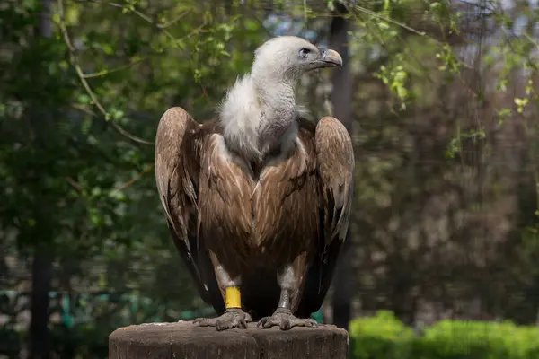 Retrato Precioso Buitre Leonado Aire Libre Jardín Zoológico Primavera Pájaro — Foto de Stock