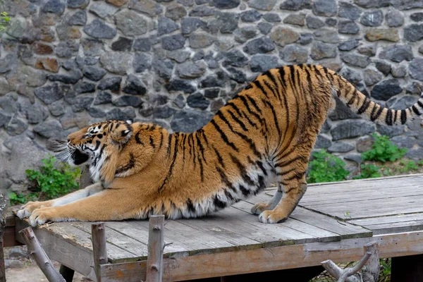 Grande Tigre Siberiana Impressionante Piedi Intorno Simbolo 2022 Capodanno Cinese — Foto Stock