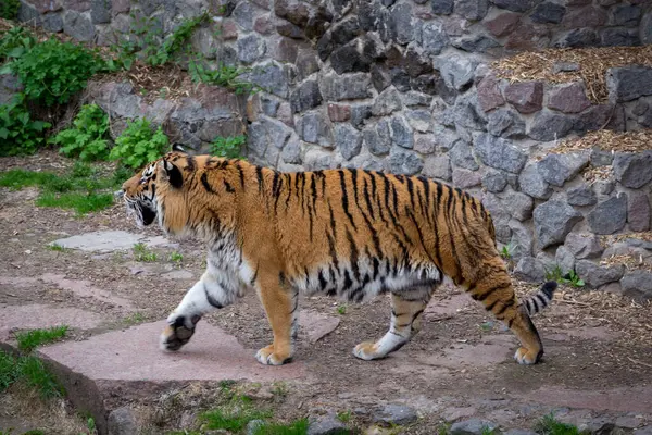 Grande Tigre Siberiano Incrível Andando Por Símbolo 2022 Ano Novo — Fotografia de Stock