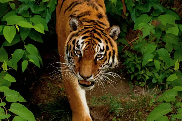 Big awesome Siberian Tiger walking around. Symbol of 2022 Chinese new year