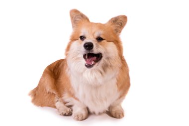 Beyaz arka planda kırmızı, şirin bir Corgi Pembroke portresi. Sevimli itaatkar köpek kapanıyor..