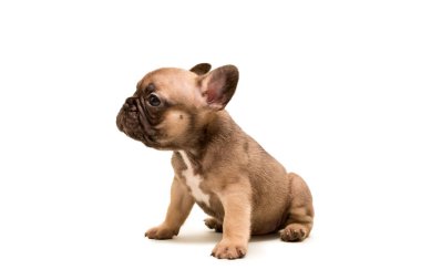 Sevimli Fransız Bulldog köpek yavrusu yavrusu rengi bir beyazın üzerinde izole edilmiş. Şirin küçük köpek..