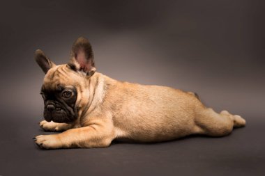 Sevimli Fransız Bulldog köpek yavrusunun bej renginin stüdyo portresi. Gri arka planda şirin bir köpek yavrusu..