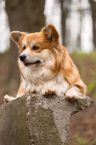 スプリングパークに座っているかわいいふわふわのコルジ犬 ウェールズ コルジ ペンブローク ドッグ — ストック写真