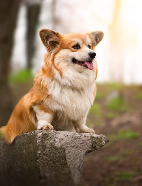 Niedliche Flauschige Corgi Dog Sitzt Einem Frühlingspark Nahaufnahme Porträt Des — Stockfoto