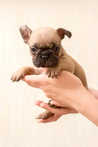 Portrait of One-month-old French Bulldog puppy in a humans hand. Cute little puppy.