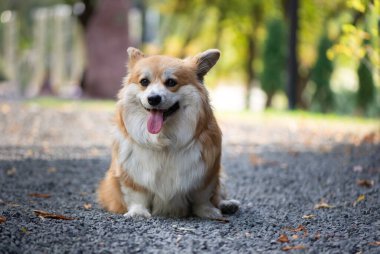 Sevimli Kızıl Galli Corgi Pembroke güzel güneşli bir günde sonbahar parkında poz veriyor. Şirin kırmızı tüylü Corgi portresi. Hayvan fotoğrafçılığı.