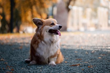 Sevimli Kızıl Galli Corgi Pembroke güzel güneşli bir günde sonbahar parkında poz veriyor. Şirin kırmızı tüylü Corgi portresi. Hayvan fotoğrafçılığı.