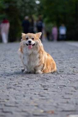 Sevimli Kızıl Galli Corgi Pembroke güzel güneşli bir günde sonbahar parkında poz veriyor. Şirin Kırmızı Yumuşak Corgi Portresi.