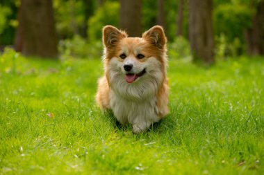 Sevimli Kızıl Galli Corgi Pembroke güzel güneşli bir günde sonbahar parkında poz veriyor. Şirin Kırmızı Yumuşak Corgi Portresi.