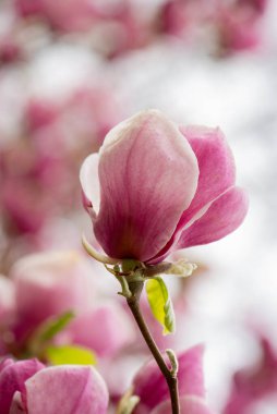 İlkbaharda güzel manolya ağaçları çiçek açar. Gün batımına karşı manolya çiçeği. Romantik yaratıcı tonlu çiçek arkaplanı.