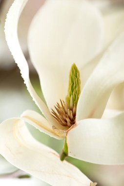 Manolya çiçeğinin karterini kapat. Baharda çiçek açan güzel Magnolia çiçeğinin Macro fotoğrafı. Gün batımına karşı manolya çiçeği. Romantik yaratıcı tonlu çiçek arkaplanı.