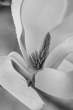 Manolya çiçeğinin karterini kapat. Baharda çiçek açan güzel Magnolia çiçeğinin Macro fotoğrafı. Gün batımına karşı manolya çiçeği. Romantik yaratıcı tonlu çiçek arkaplanı.