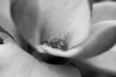 Manolya çiçeğinin karterini kapat. Baharda çiçek açan güzel Magnolia çiçeğinin Macro fotoğrafı. Gün batımına karşı manolya çiçeği. Romantik yaratıcı tonlu çiçek arkaplanı.