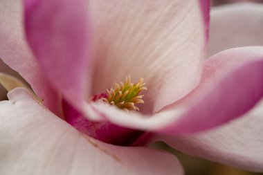 Manolya çiçeğinin karterini kapat. Baharda çiçek açan güzel Magnolia çiçeğinin Macro fotoğrafı. Gün batımına karşı manolya çiçeği. Romantik yaratıcı tonlu çiçek arkaplanı.