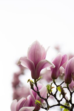 Güzel pembe manolya çiçekleri kapanıyor. Gün batımına karşı manolya çiçeği. Romantik yaratıcı tonlu bahar baharat çeşnili çiçek arkaplanı.