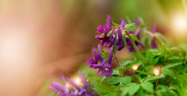 Corydalis flower. First spring violet flower blooming in the forest. Spring seasonal banner with purple bird-in-a-bush corydalis solida against a blurred background.
