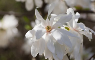 Güzel beyaz manolya ağacı parlak mavi karşısında çiçek açar. Romantik çiçek arkaplanı.
