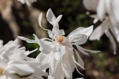 Güzel beyaz manolya ağacı parlak mavi karşısında çiçek açar. Romantik çiçek arkaplanı.