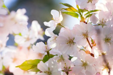 Baharda güzel beyaz Sakura çiçekleri açar. Sakura ağacının yumuşak odaklı çiçekleriyle dolu mevsimsel bahar çiçekleri parlak mavi gökyüzüne karşı.
