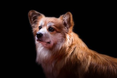 Galli Corgi Pembroke Portresi. Siyah bir arka planda sevimli pofuduk Corgi. Alçak Anahtarlı Hayvan Portresi