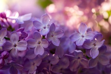 Canlı mor leylak çiçekleri yakın çekim. Soyut romantik yumuşak odaklı çiçek arkaplanı.