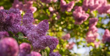 Leylak ağacının dalları bulanık yaz bahçesi manzarasına karşı çiçek açar. Yaygın leylak çiçekleri ve kopyalama alanı ile yatay bahar mevsimlik afişi.