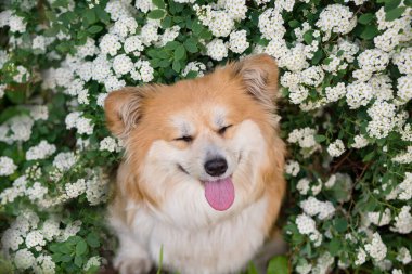 Genç Corgi 'nin Çiçek Açan Bahar Köpeği' nden çok memnun oldum. Spirea 'nın beyaz çiçeklerinin ortasında Şirin Kabarık Corgi Köpeğinin Yakın Portresi.