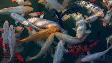 Fish Carp Koi also knownn as a Goldfish in the clean water of the puddle. Freshwater decorative fish.