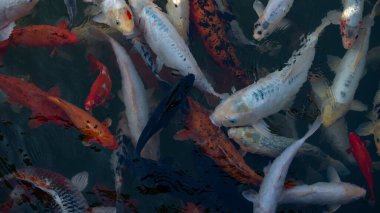 Fish Carp Koi also knownn as a Goldfish in the clean water of the puddle. Freshwater decorative fish.