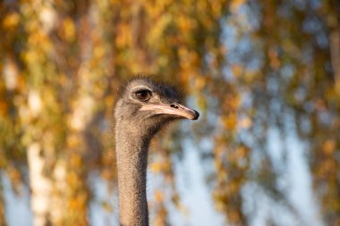 Doğal ışıklandırmada yakalanan devekuşunun yakın plan portresi. Arka plan ılık sonbahar renkleriyle bulanık. Rahat, doğal bir ortamda, yumuşak bir bokeh ile devekuşu..