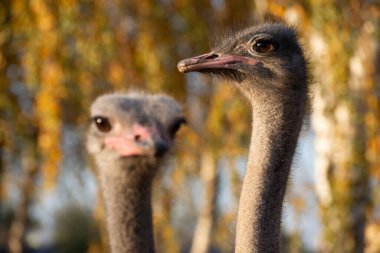 Doğal ışıklandırmada yakalanan devekuşunun yakın plan portresi. Arka plan ılık sonbahar renkleriyle bulanık. Rahat, doğal bir ortamda, yumuşak bir bokeh ile devekuşu..