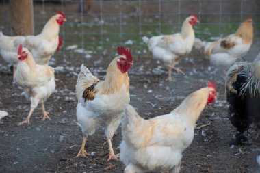 Altın Saatteki Tavuk Çiftliği Düşük Açı Seçici Hedef Fotoğrafı. Arka bahçede bir grup tavuk ve horoz. Kırmızı taraklı büyük bir beyaz tavuk sürüsü. Tavuk çiftliği, yumurta ve kümes hayvanı üretimi.