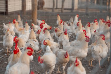 Altın Saatteki Tavuk Çiftliği Düşük Açı Seçici Hedef Fotoğrafı. Arka bahçede bir grup tavuk ve horoz. Kırmızı taraklı büyük bir beyaz tavuk sürüsü. Tavuk çiftliği, yumurta ve kümes hayvanı üretimi.
