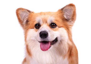 Beyaz arka planda sevimli pofuduk Galli Corgi Pembroke. Kırmızı Fluffy Corgi köpeğinin portresi. Yüksek Kalite Fotoğraf