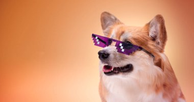 Corgi 'nin olduğu pankart, havalı gözlük takıyor. Welsh Corgi Pembroke Portresi renk arkaplanına karşı. Sevimli Fluffy Corgi.