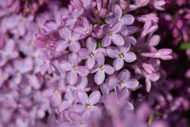Makro parlak Mor Lila çiçek bir kadeh. Romantik çiçek arka plan.