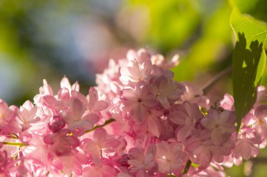 Canlı mor leylak çiçekleri yakın çekim. Soyut romantik yumuşak odaklı çiçek arkaplanı.