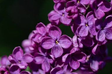 Canlı mor leylak çiçekleri yakın çekim. Soyut romantik yumuşak odaklı çiçek arkaplanı.