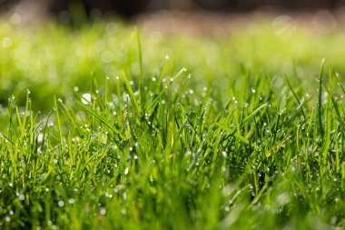 Taze Yeşil Çim Yakıştı. Yumuşak odaklı sulu çim sabah çiğ ile kaplı. Bahar Mevsimi Arkaplanı.
