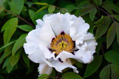 Yaz bahçesinde yetişen güzel şakayık çiçeği. Dağ şakayığını kapat. Yatay ilkbahar mevsimlik afişi. Şakayık Ağacı Çiçekleri 'nin canlı çiçekleri..