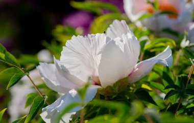 Yaz bahçesinde yetişen güzel şakayık çiçeği. Dağ şakayığını kapat. Yatay ilkbahar mevsimlik afişi. Şakayık Ağacı Çiçekleri 'nin canlı çiçekleri..