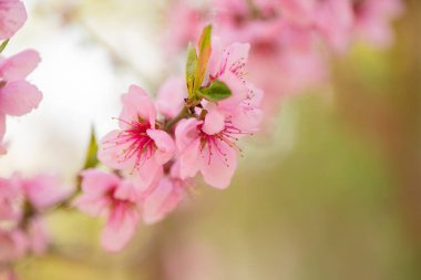 Bahar bahçesinde çiçek açan güzel şeftali. Şeftali çiçeğinin seçici odak noktası..