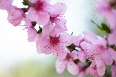 Bahar bahçesinde çiçek açan güzel şeftali. Şeftali çiçeğinin seçici odak noktası..