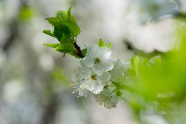 Baharda bahçede dekoratif elma ağacı çiçek açar. Dekoratif elmalardan oluşan güzel pembe çiçekler güneş ışığı altında. Çiçek romantik arka plan.